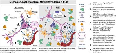 A Glitch in the Matrix: The Role of Extracellular Matrix Remodeling in Opioid Use Disorder